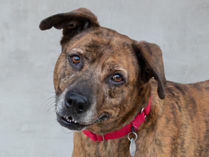 Enlarge Ginger, a Adoptable mixed breed in Longmont, CO image 2/3