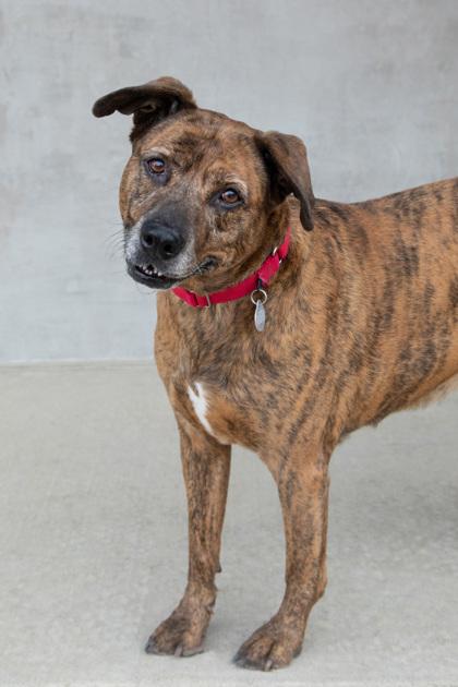 Enlarge Ginger, a Adoptable mixed breed in Longmont, CO image 3/3
