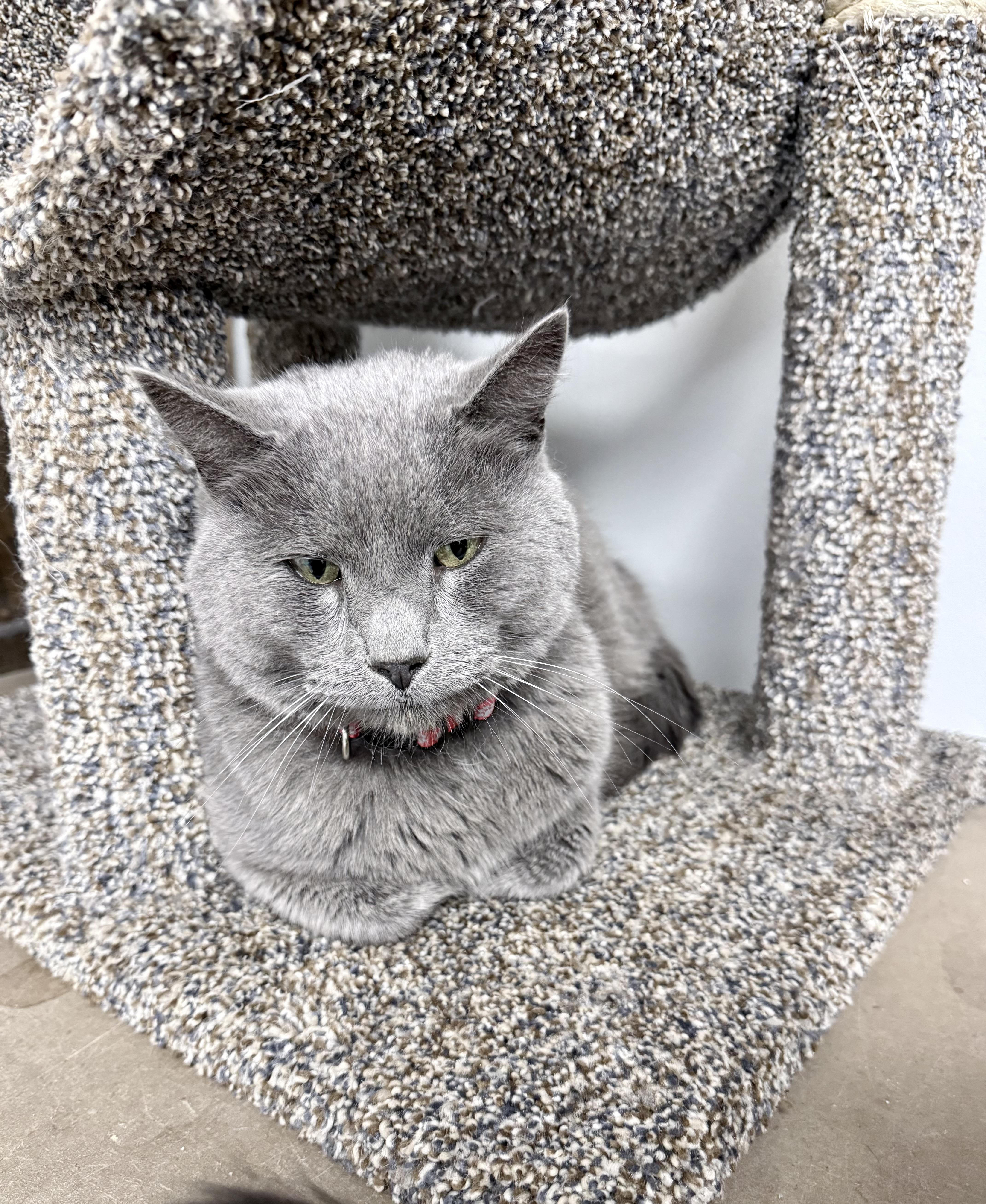 Enlarge Samson, a ADOPTABLE Domestic Short Hair in Momence, IL image 1/1