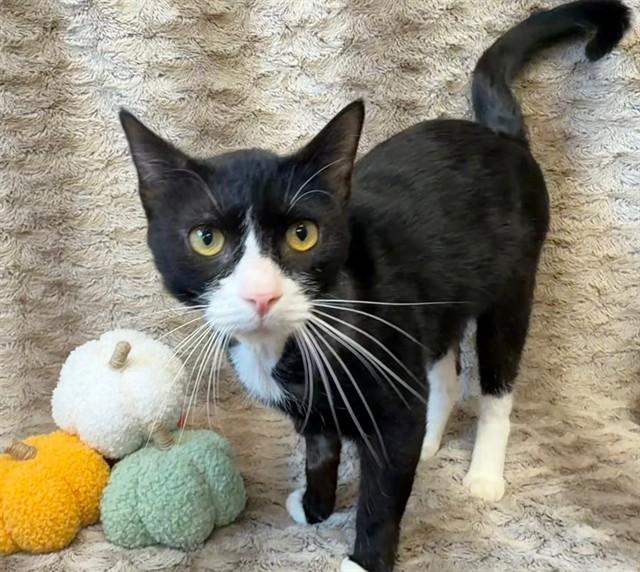 SAMMY SOSA, Adoptable, Adult Male Domestic Short Hair.