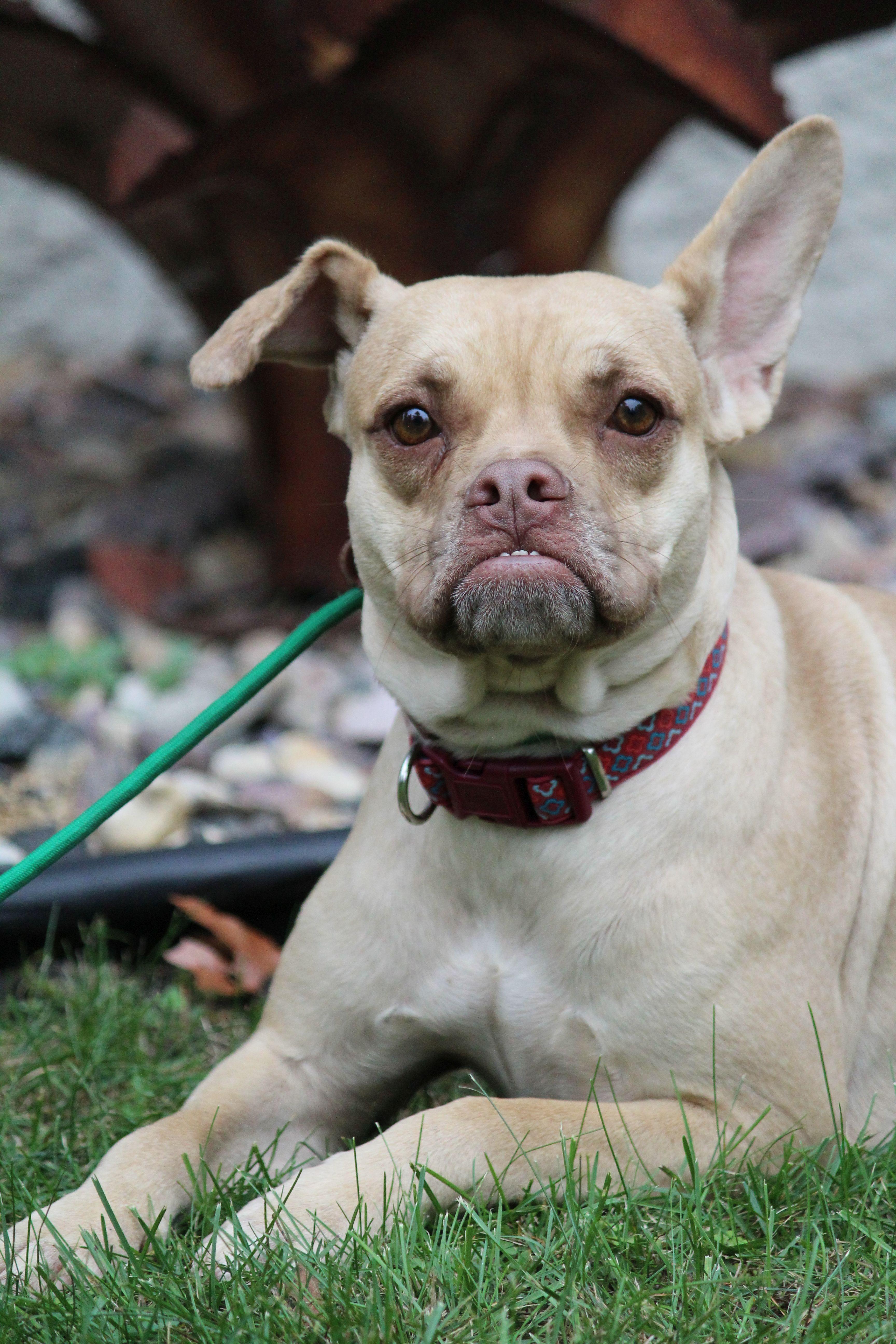 Topper, a Adoptable Mixed Breed in Portage, WI image 1/3