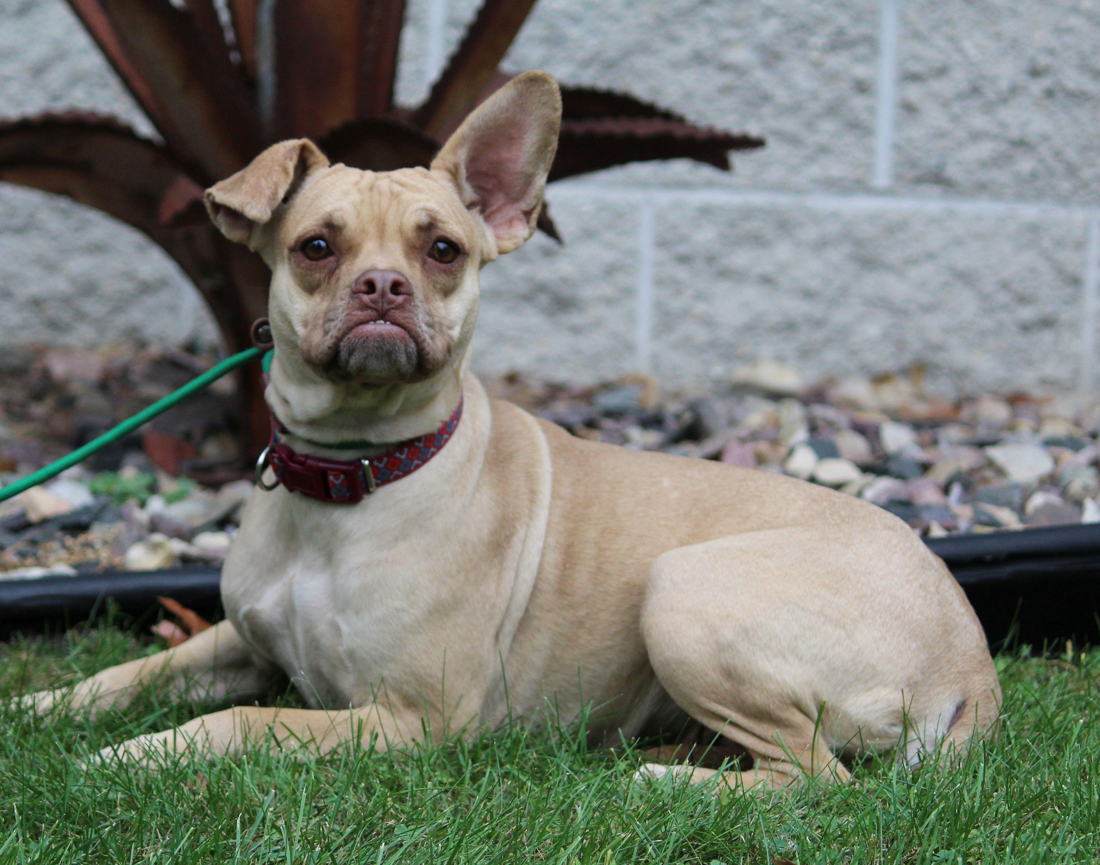 Topper, a Adoptable Mixed Breed in Portage, WI image 2/3