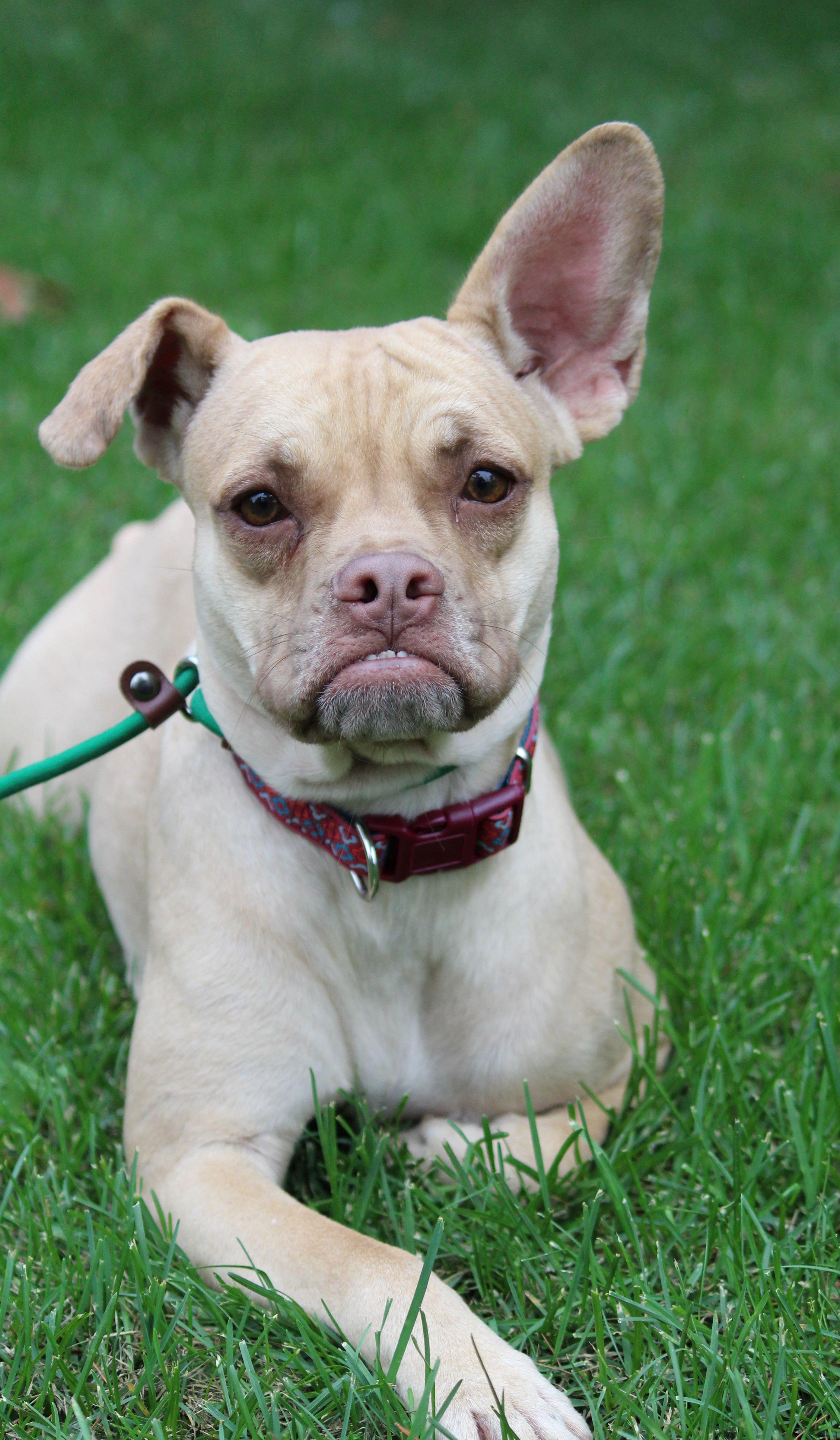 Topper, a Adoptable Mixed Breed in Portage, WI image 3/3