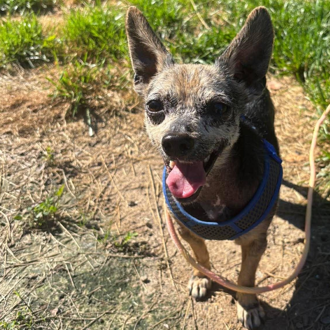 Hoggle, an adoptable Chihuahua in Rochester, NY image 1/6