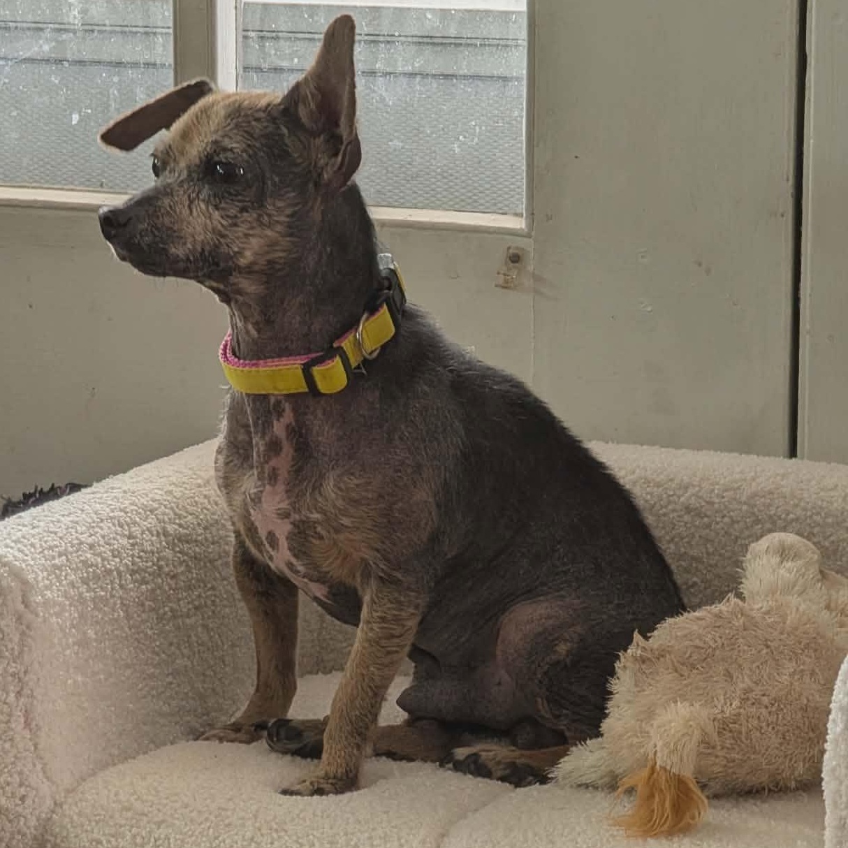 Hoggle, a ADOPTABLE Chihuahua in Rochester, NY image 4/6