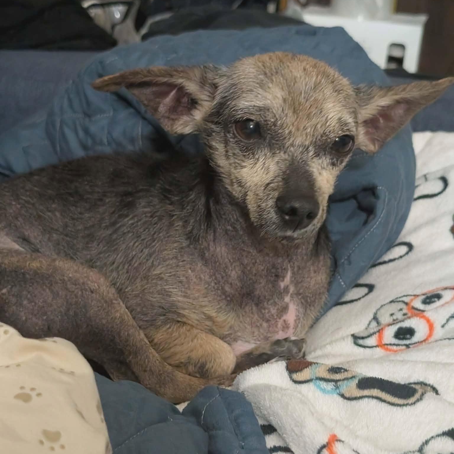 Hoggle, ADOPTABLE, Adult Male Chihuahua.