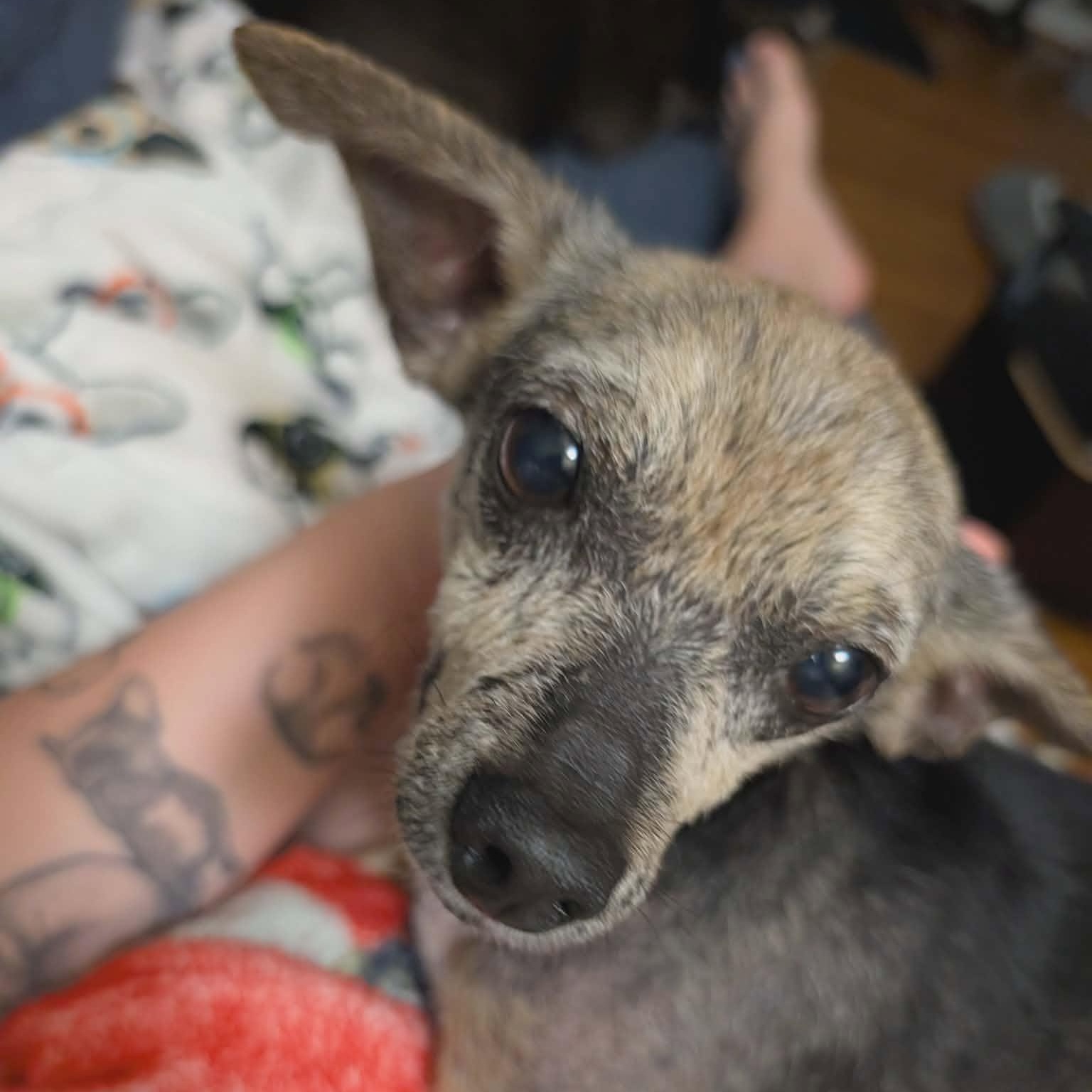 Hoggle, a ADOPTABLE Chihuahua in Rochester, NY image 3/6