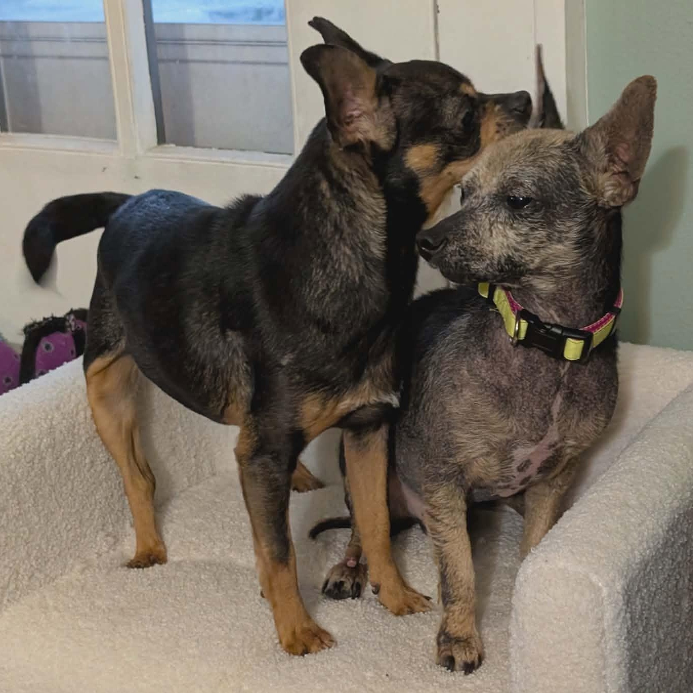 Hoggle, a ADOPTABLE Chihuahua in Rochester, NY image 2/6