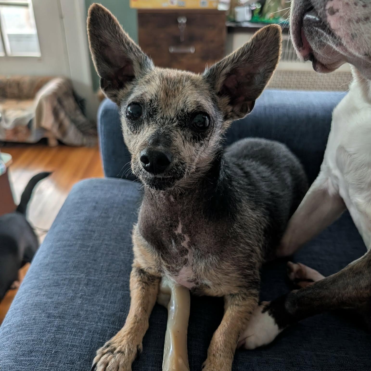 Hoggle, an adoptable Chihuahua in Rochester, NY image 2/6