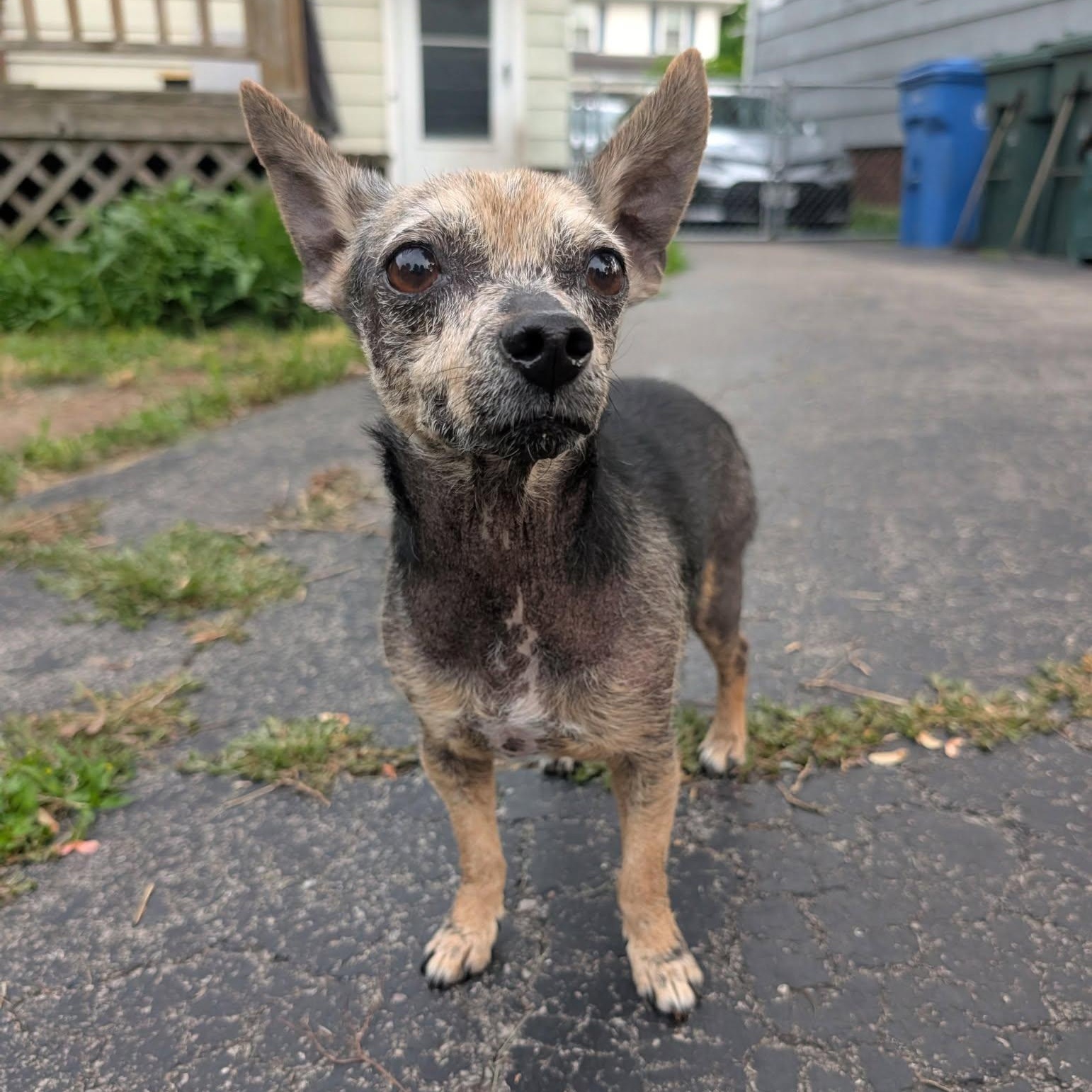 Hoggle, an adoptable Chihuahua in Rochester, NY image 3/6