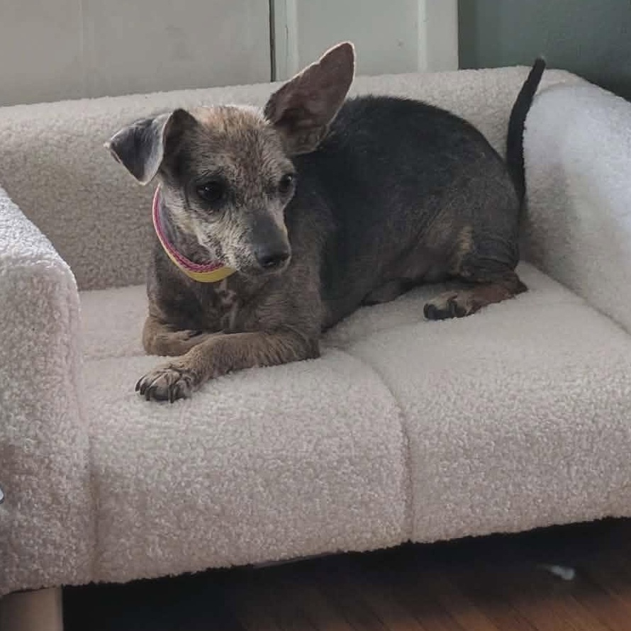 Hoggle, a ADOPTABLE Chihuahua in Rochester, NY image 5/6