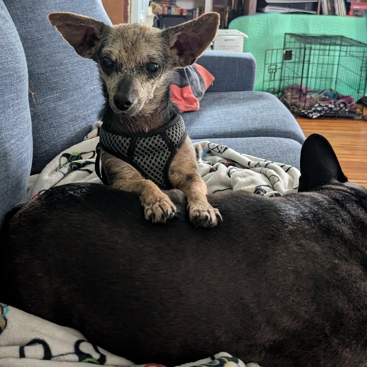 Hoggle, an adoptable Chihuahua in Rochester, NY image 6/6