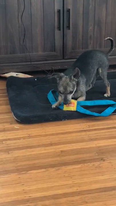 Enlarge Hoggle, a ADOPTABLE Chihuahua in Rochester, NY video 6/6