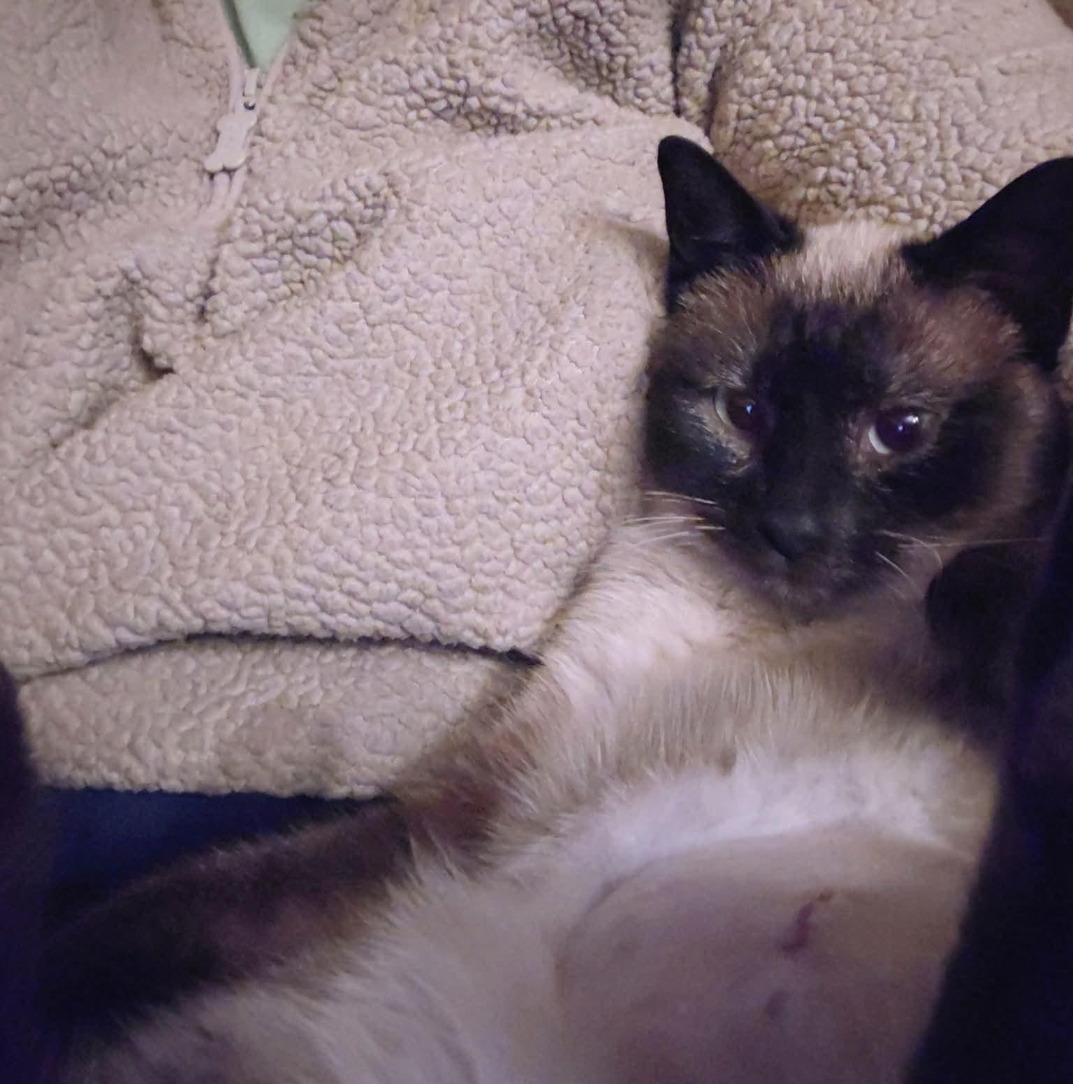 Squeaks, an adopted mixed breed in Gladstone, OR image 2/6