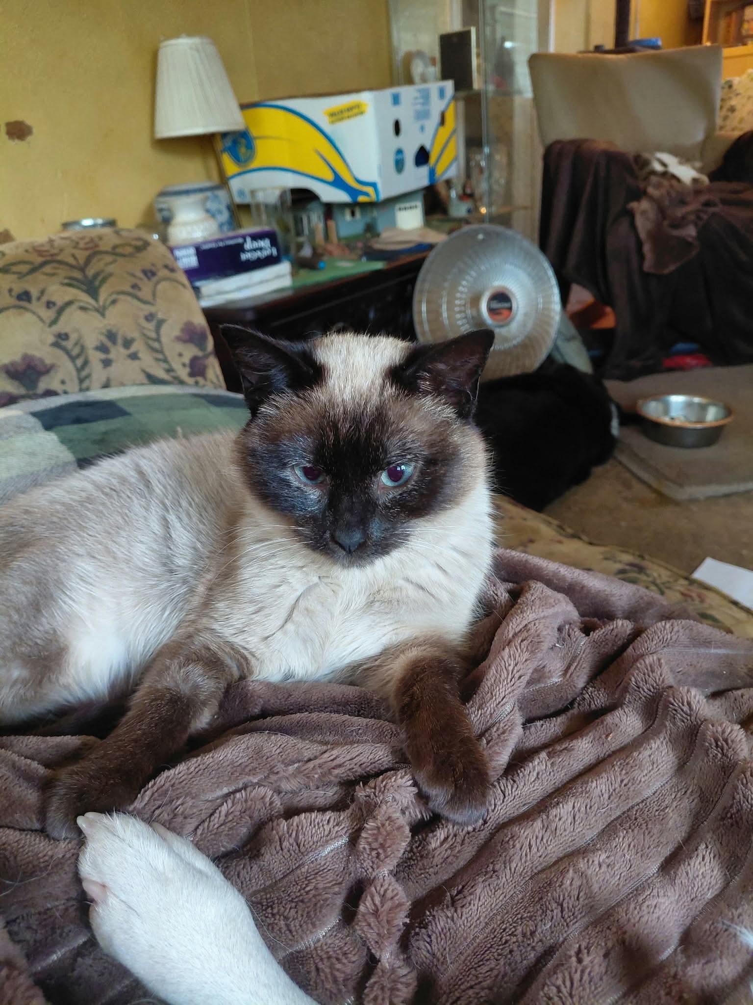 Squeaks, adopted, Young Female Siamese & Domestic Short Hair.