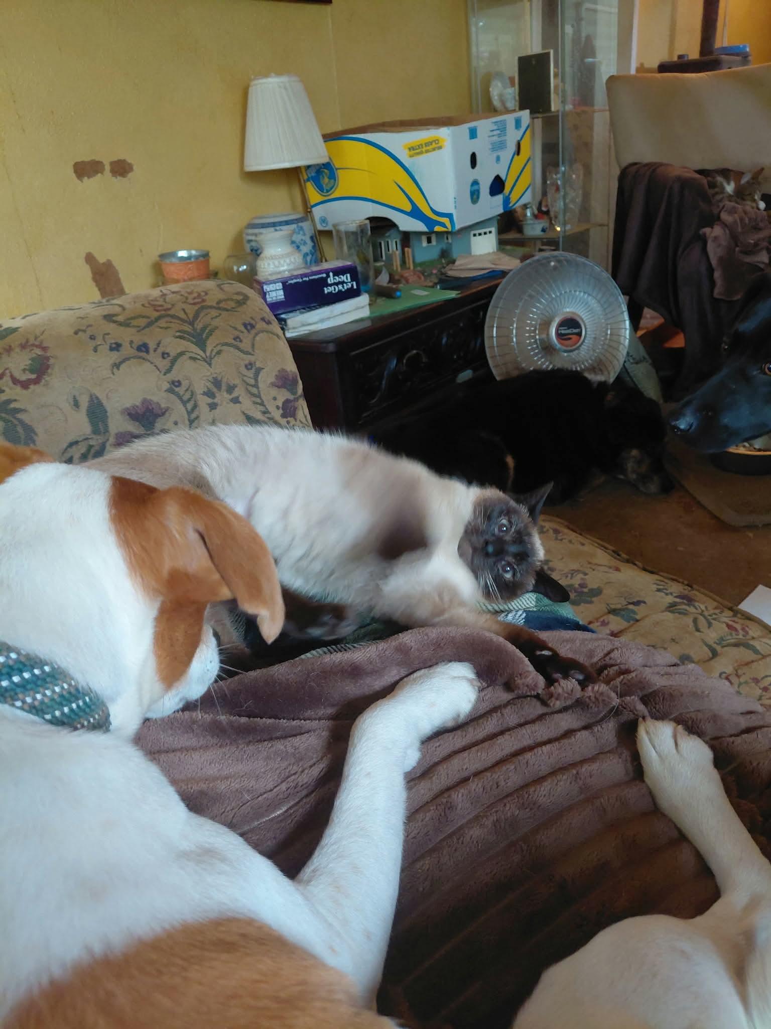 Squeaks, an adopted mixed breed in Gladstone, OR image 3/6