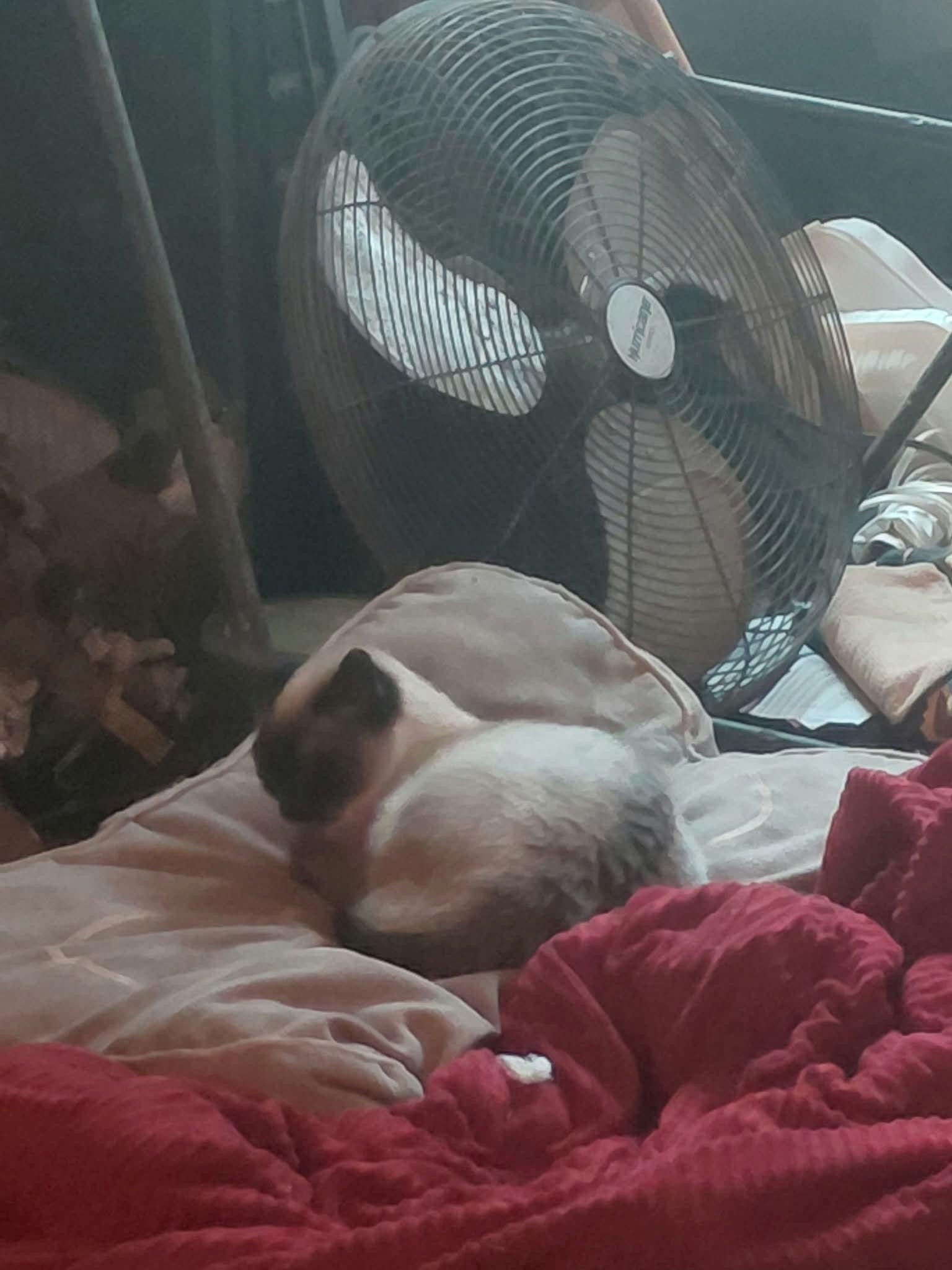 Squeaks, an adopted mixed breed in Gladstone, OR image 5/6