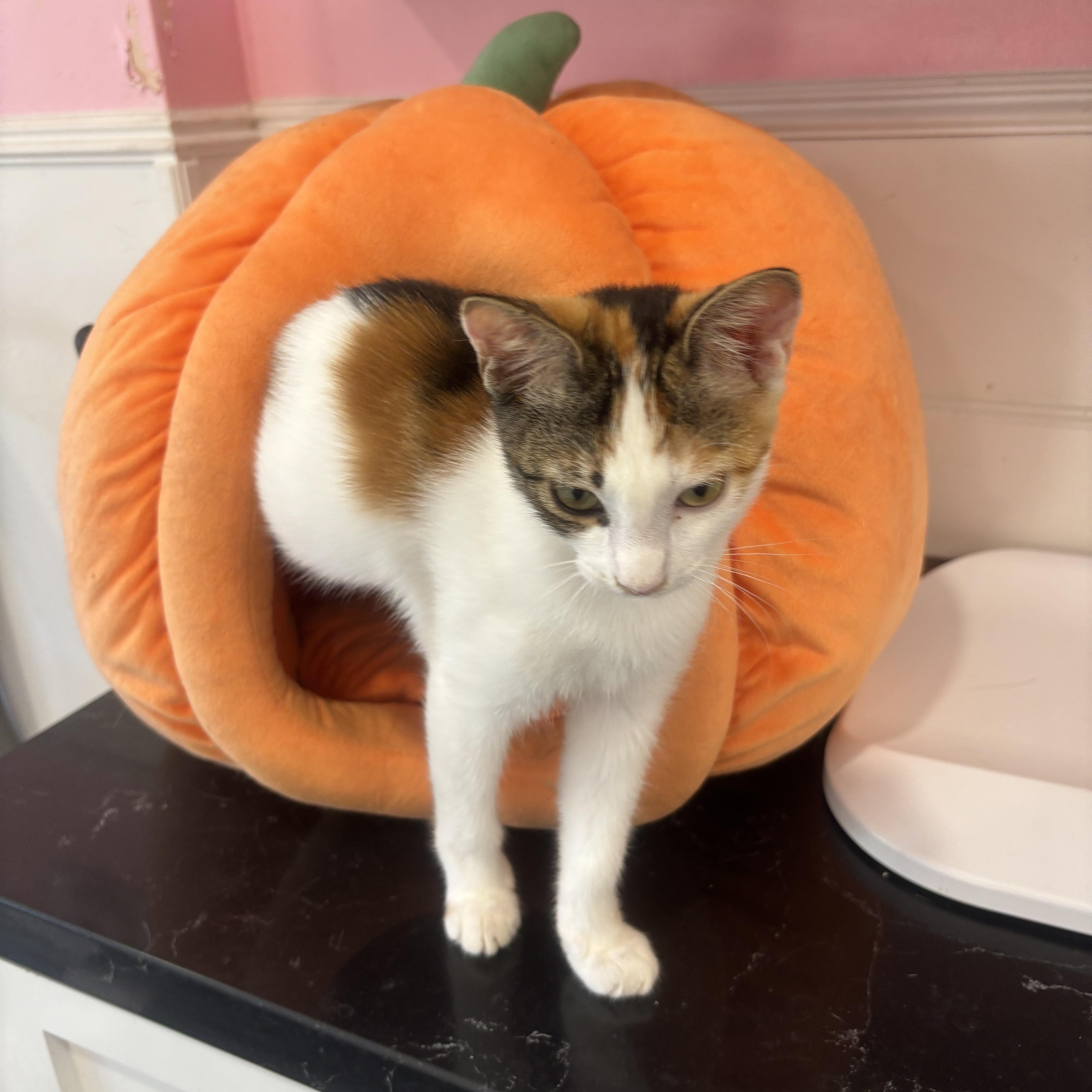 Enlarge Fergie, a Adopted Calico in Whittier, CA image 2/5