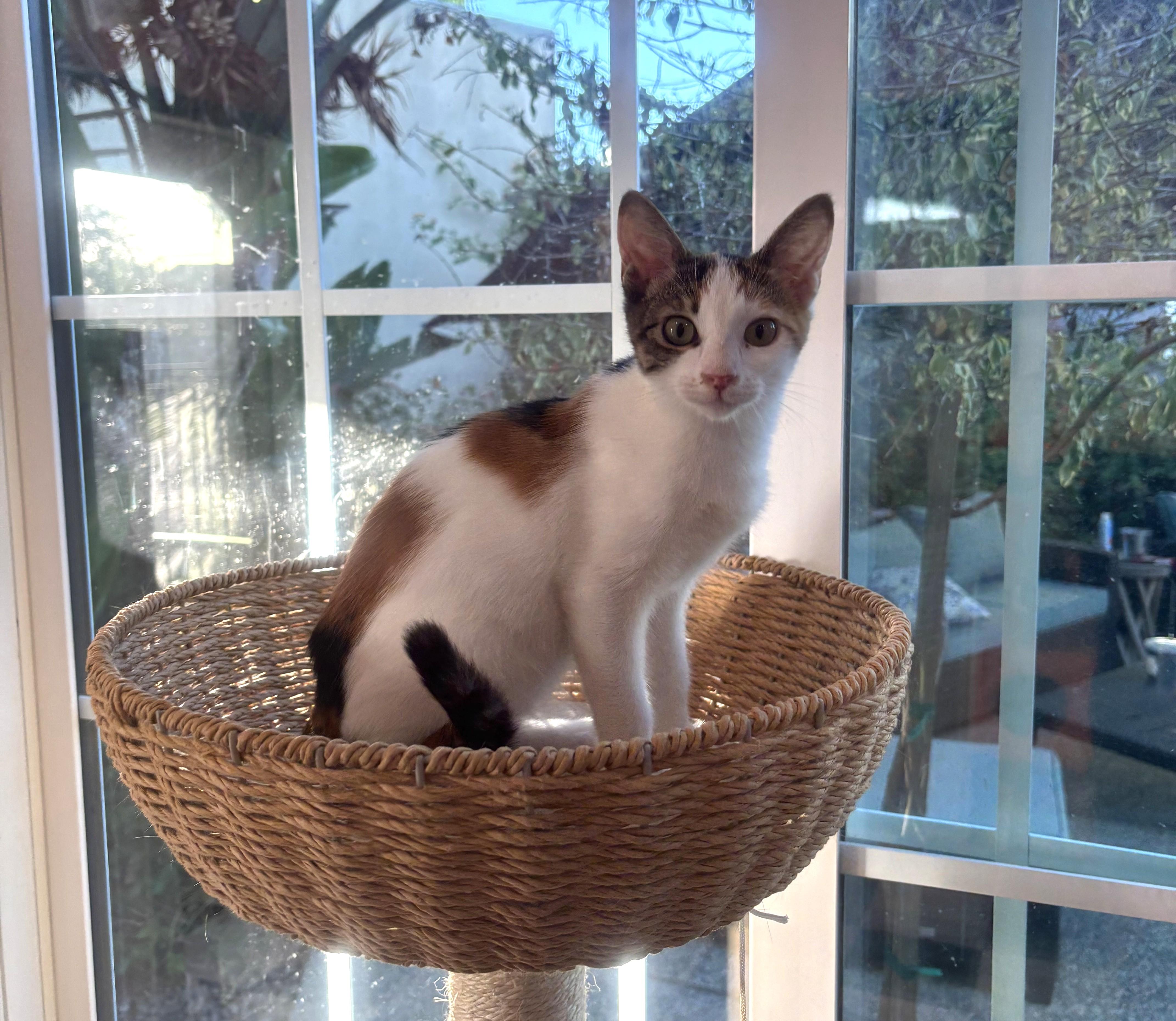 Enlarge Fergie, a Adopted Calico in Whittier, CA image 4/5