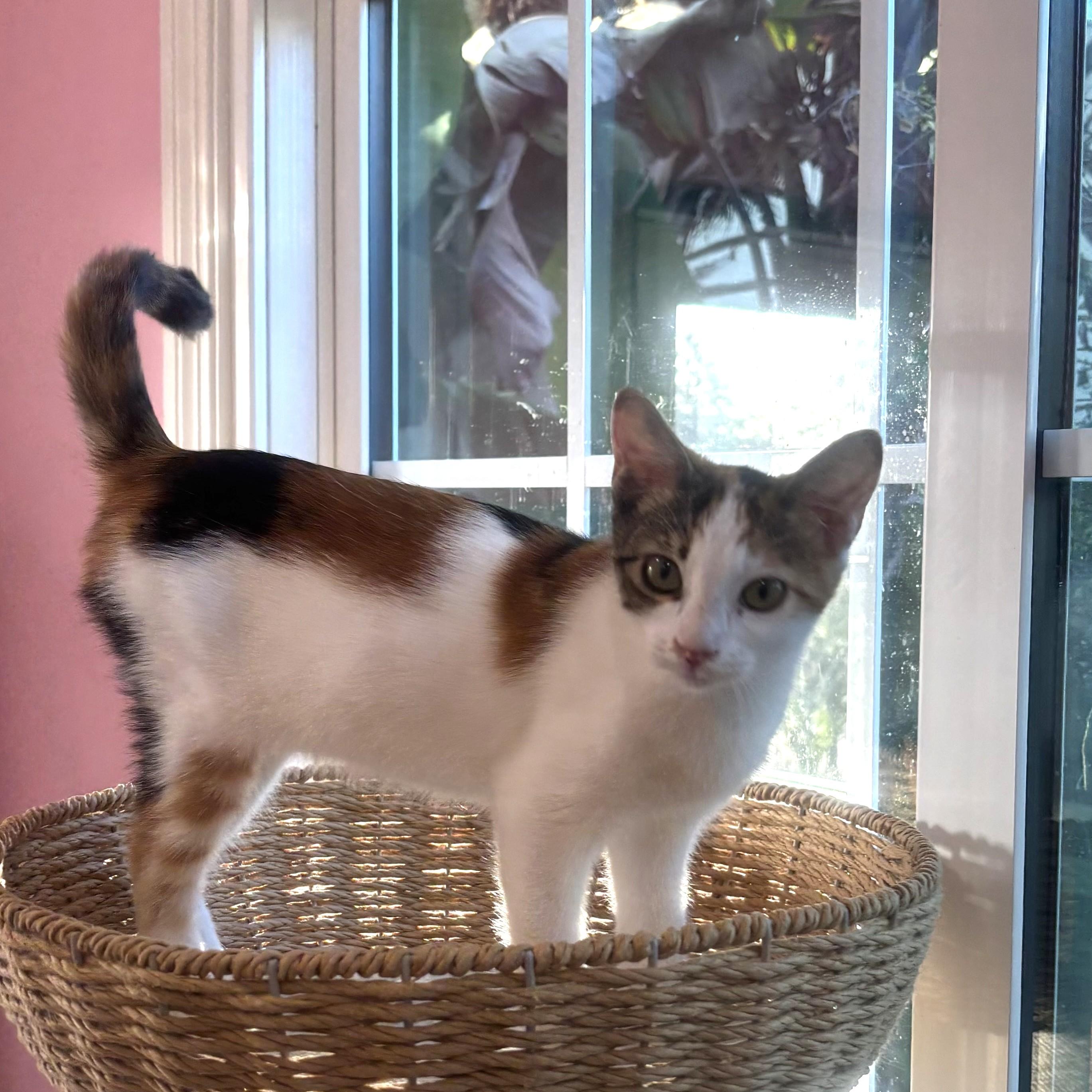 Enlarge Fergie, a Adopted Calico in Whittier, CA image 5/5