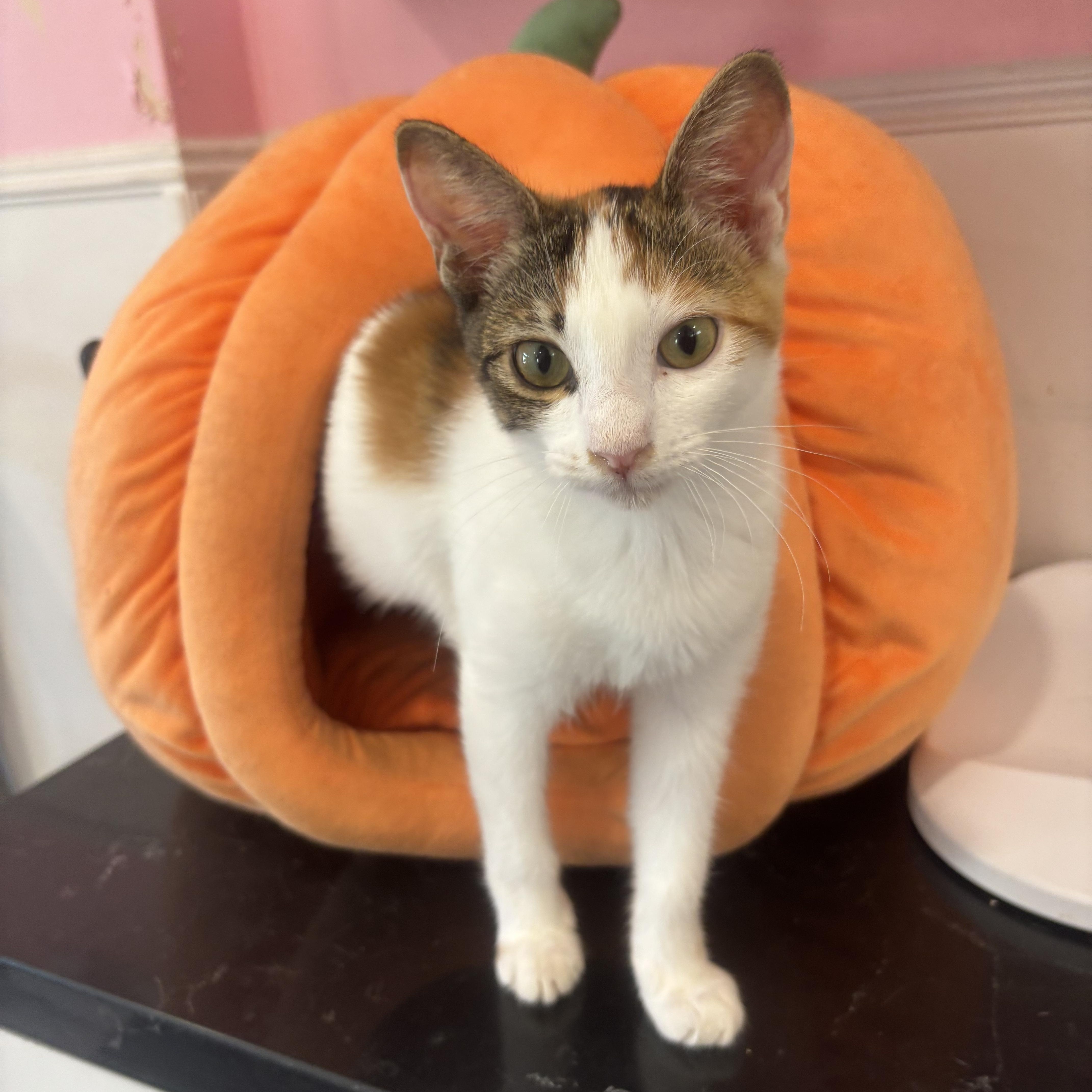 Enlarge Fergie, a Adopted Calico in Whittier, CA image 1/5