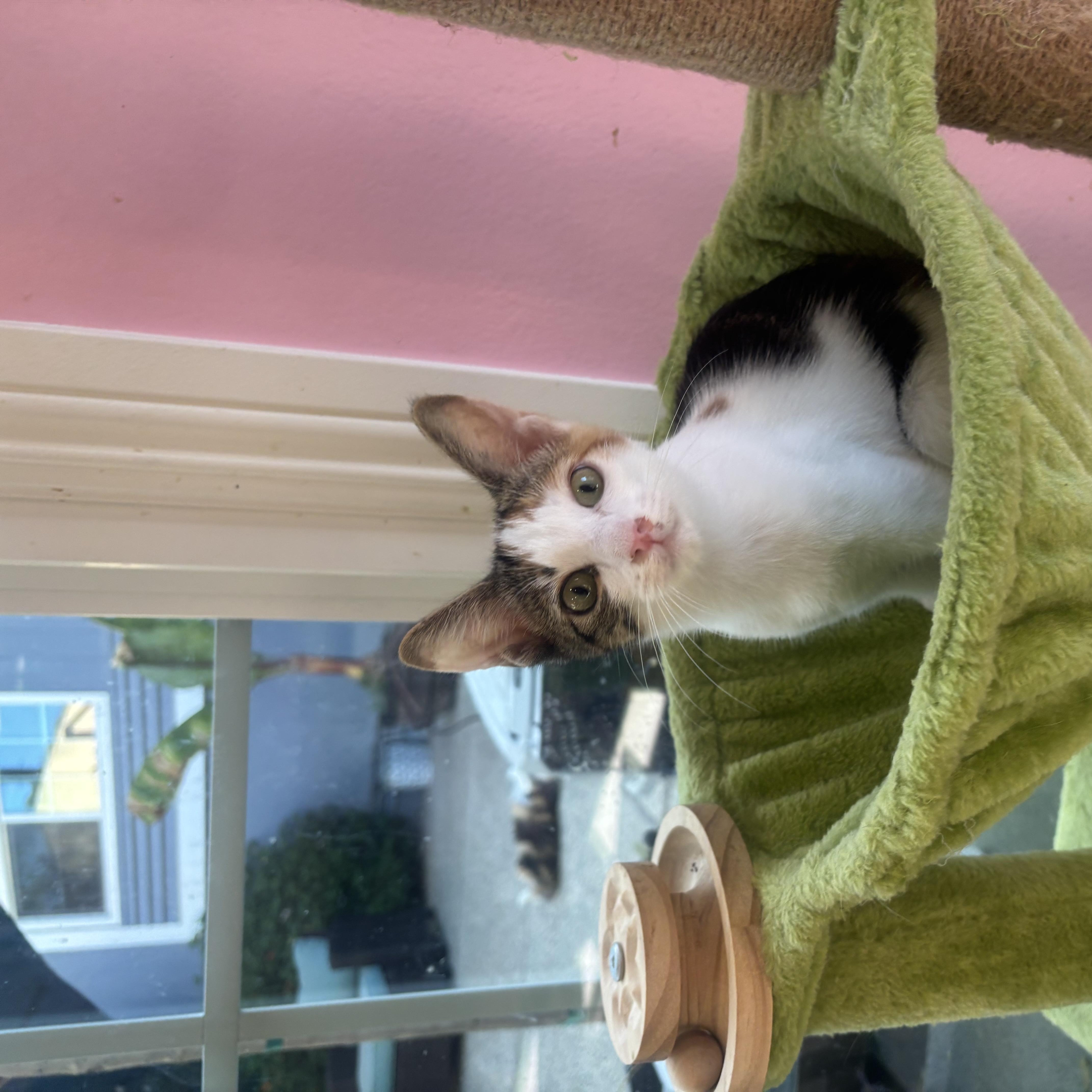 Enlarge Fergie, a Adopted Calico in Whittier, CA image 3/5