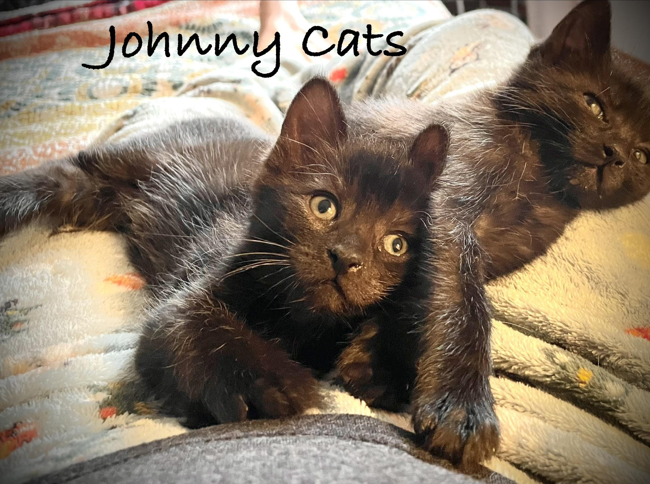 Johnny Cats - Adopted | Petfinder
