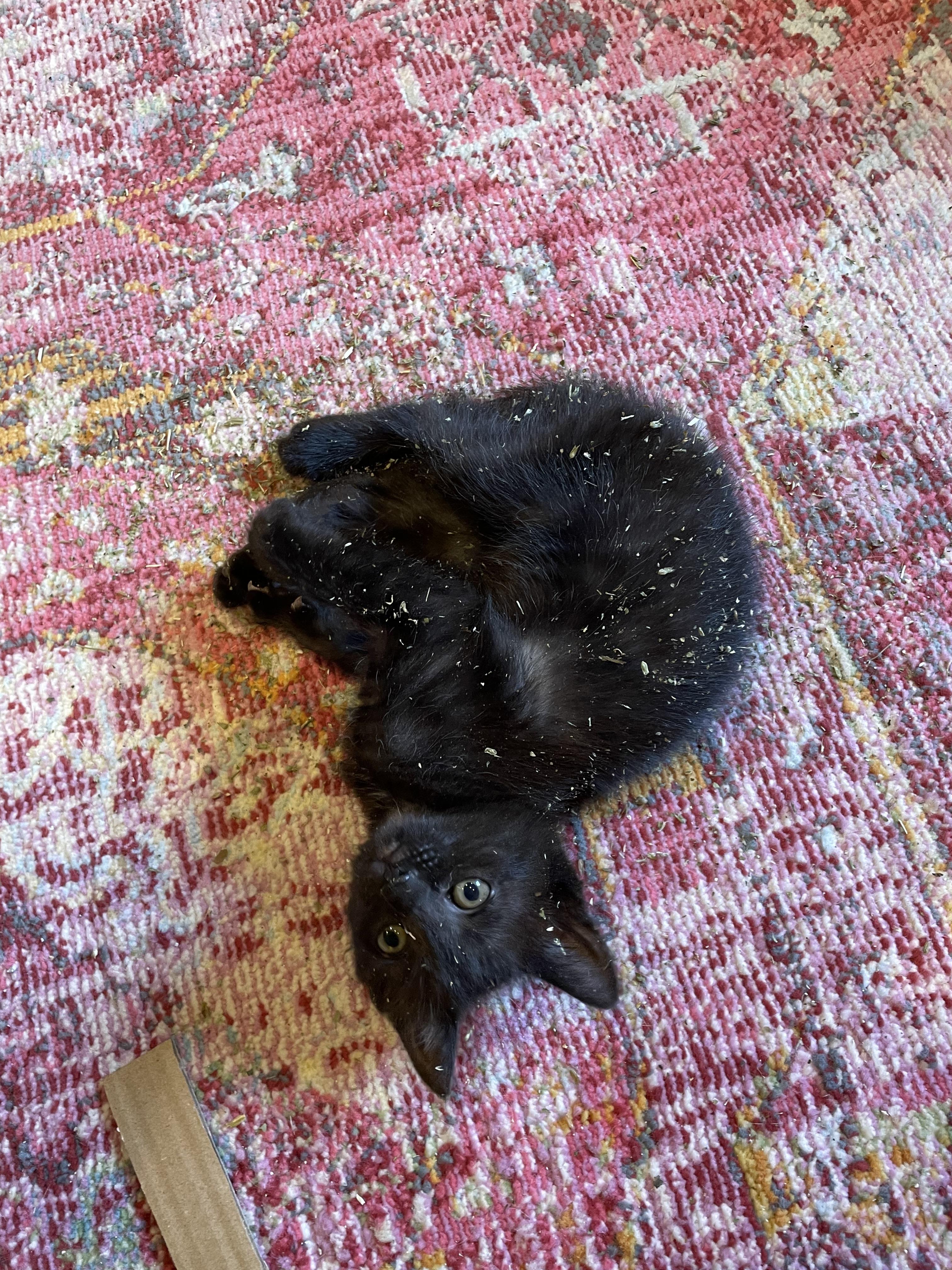 Johnny Cats - Adopted | Petfinder