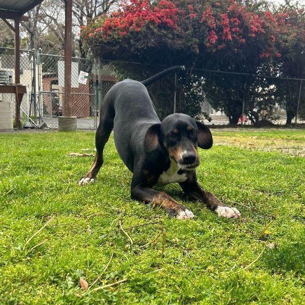 Enlarge Tyson, a Adoptable mixed breed in Ontario, CA image 1/5