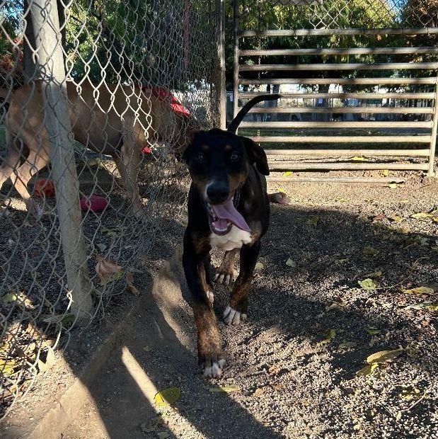 Enlarge Tyson, a Adoptable mixed breed in Ontario, CA image 2/5