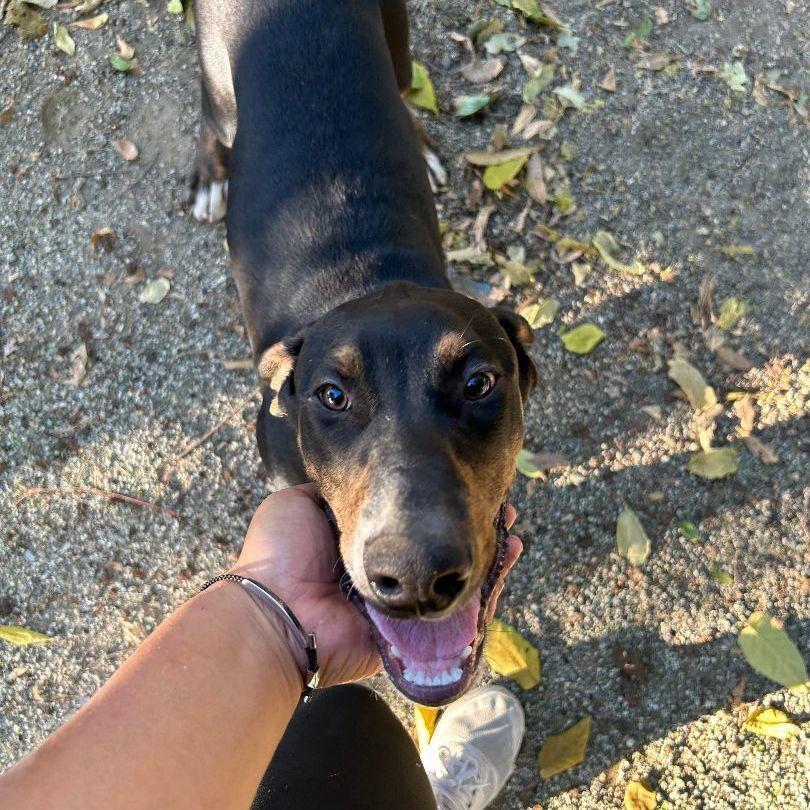 Enlarge Tyson, a Adoptable mixed breed in Ontario, CA image 3/5