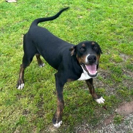 Enlarge Tyson, a Adoptable mixed breed in Ontario, CA image 4/5