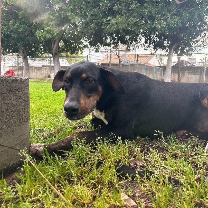 Enlarge Tyson, a Adoptable mixed breed in Ontario, CA image 5/5