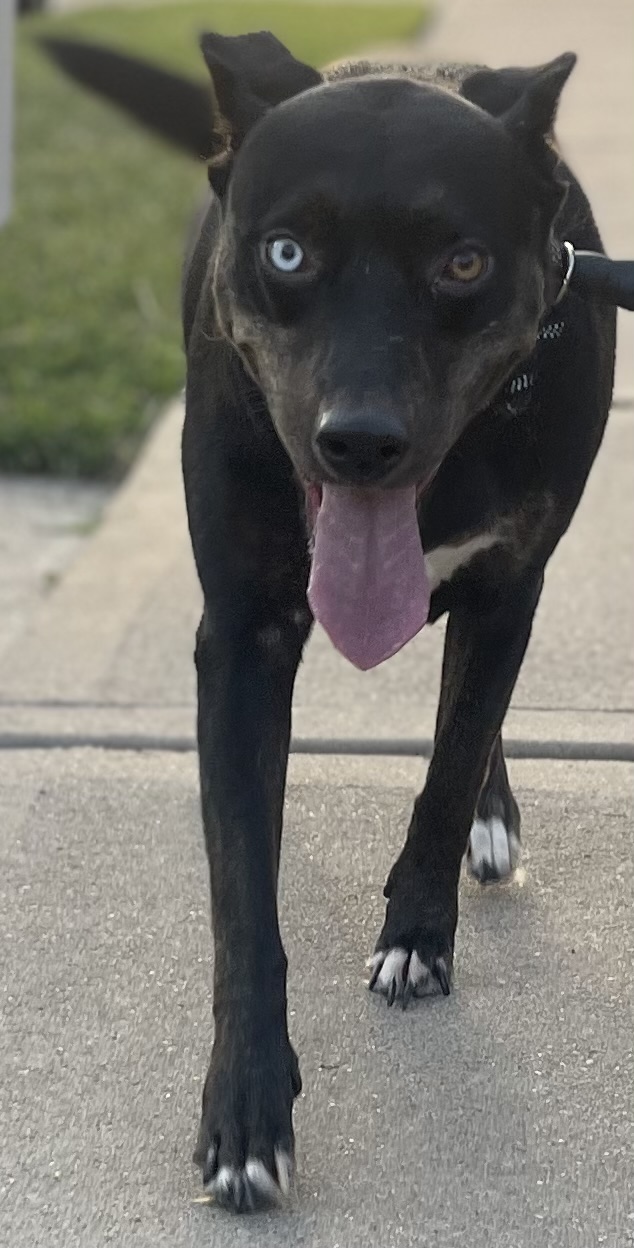 Dog for adoption LB, a Black Labrador Retriever Mix in Monticello, MN