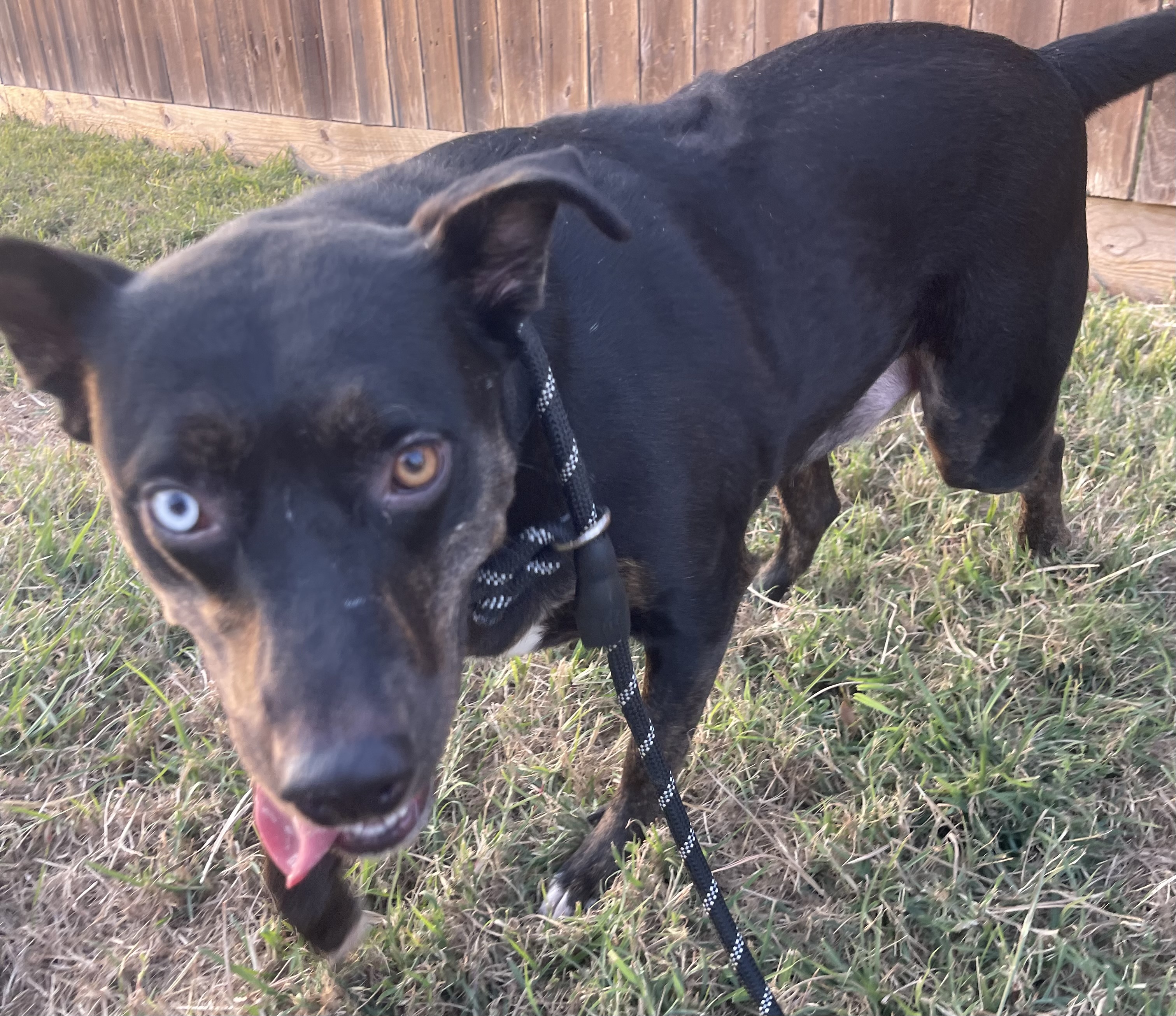 Dog for adoption LB, a Black Labrador Retriever Mix in Monticello, MN