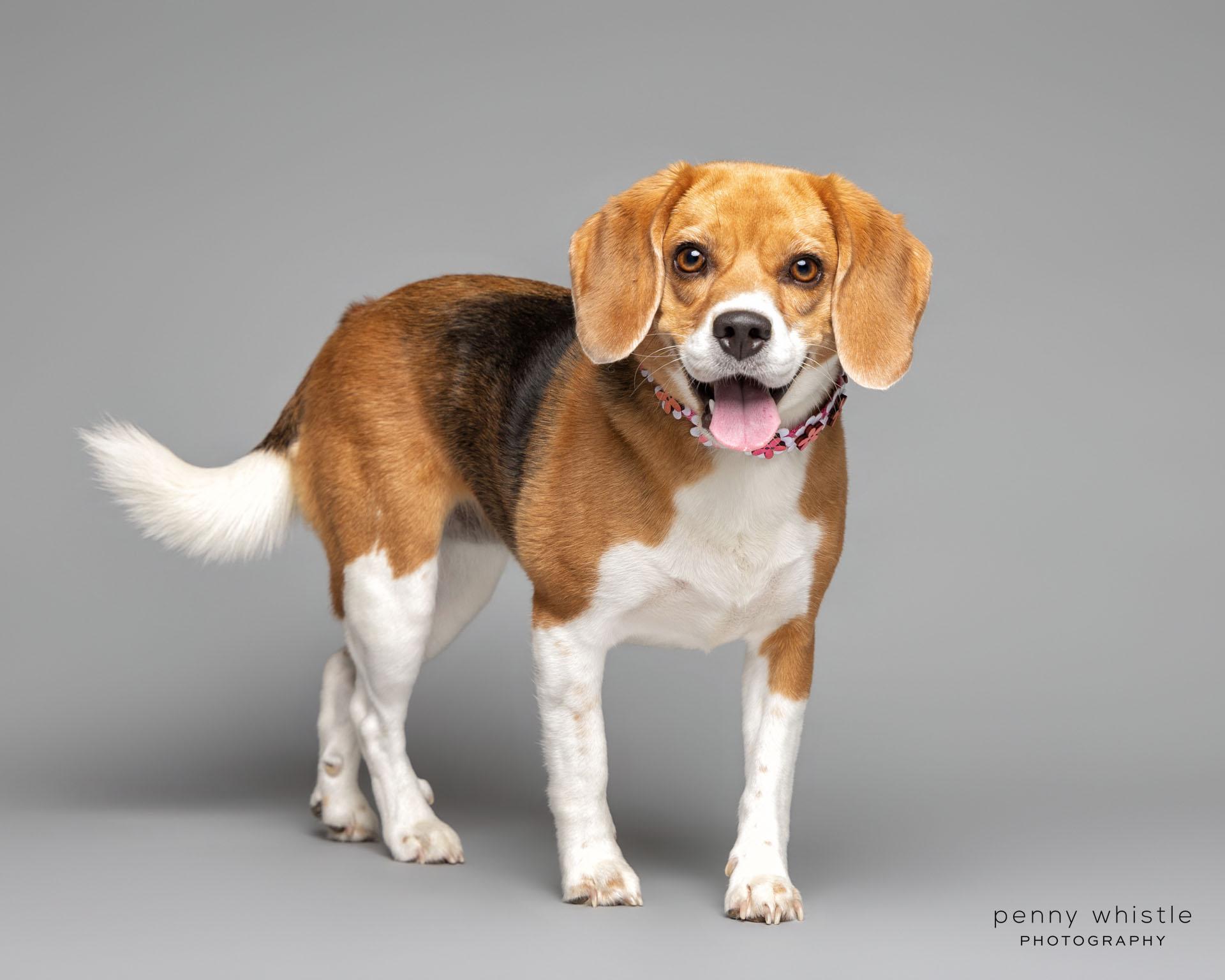 Fifi, an adopted Beagle in Coppell, TX image 3/3