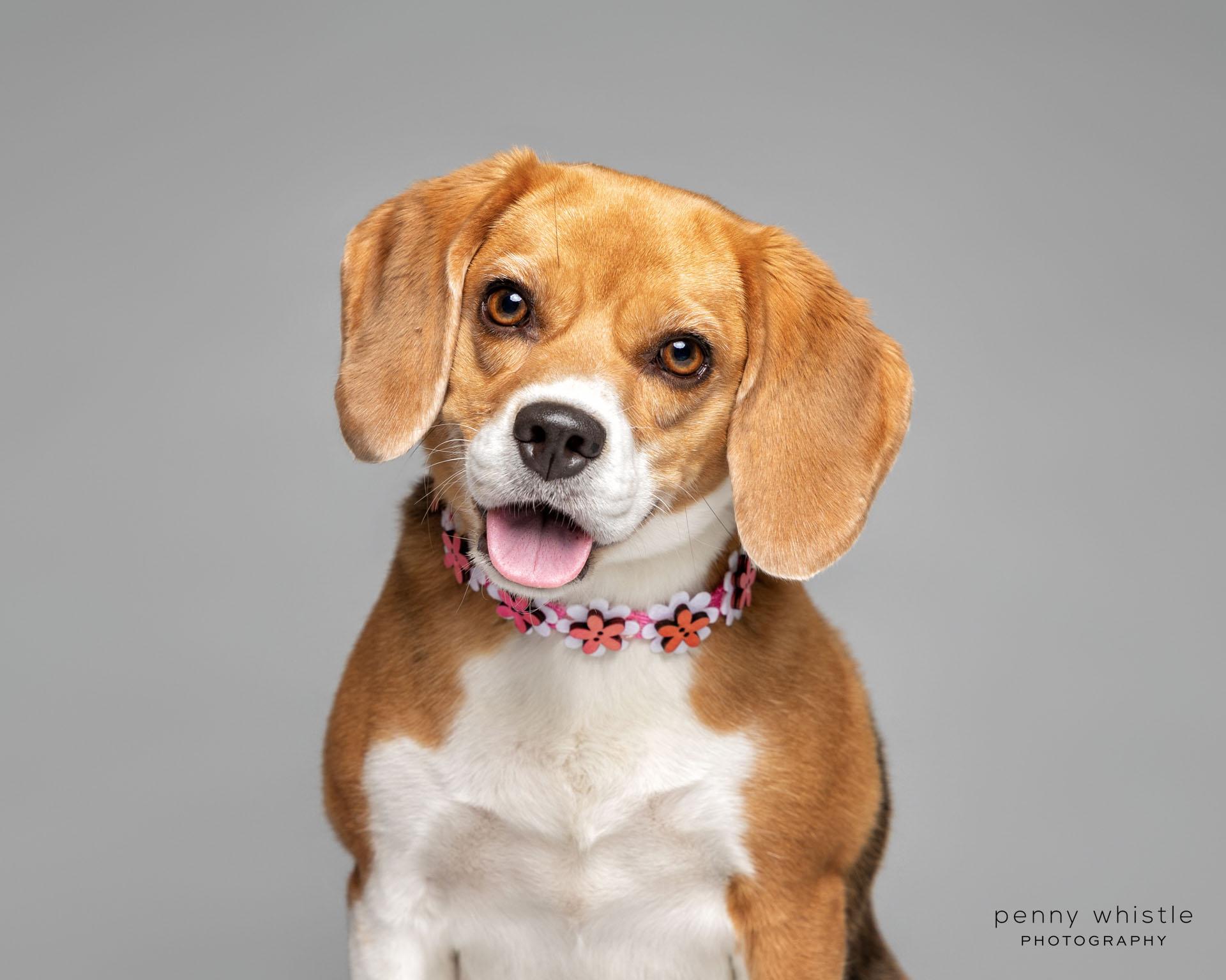 Fifi, an adopted Beagle in Coppell, TX image 1/3