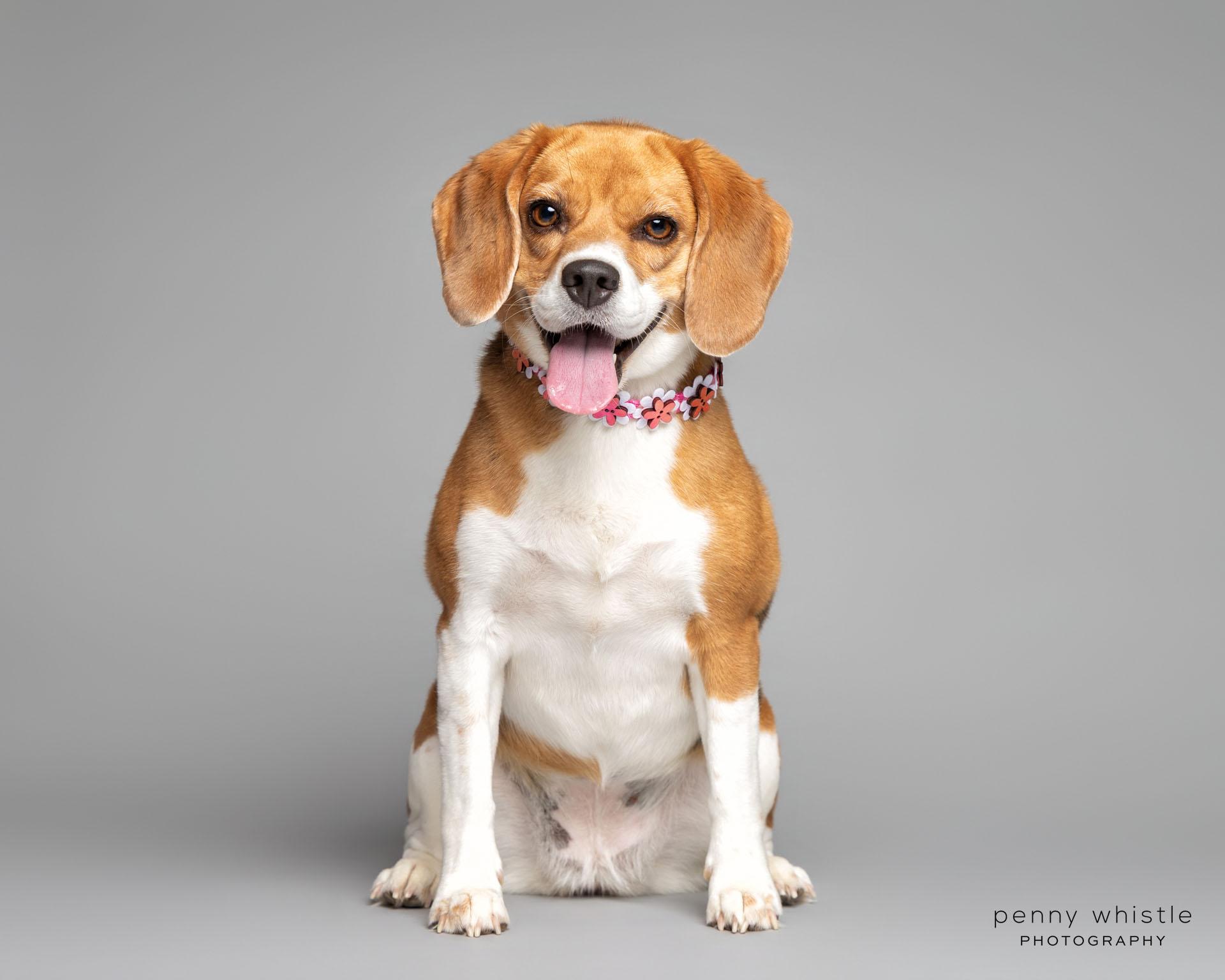 Fifi, an adopted Beagle in Coppell, TX image 2/3