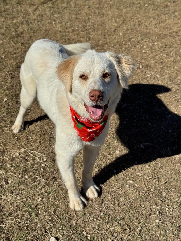 Mae, Adoptable, Young Female Great Pyrenees & Anatolian Shepherd.