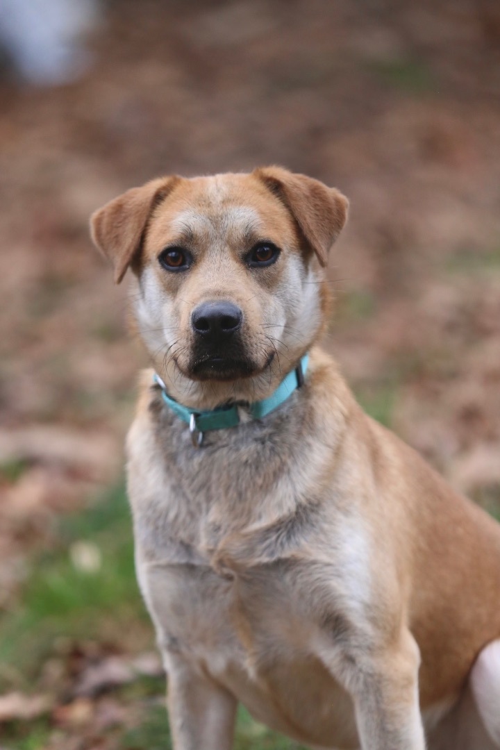 MAY, Adopted, Young Female Golden Retriever & Mixed Breed.