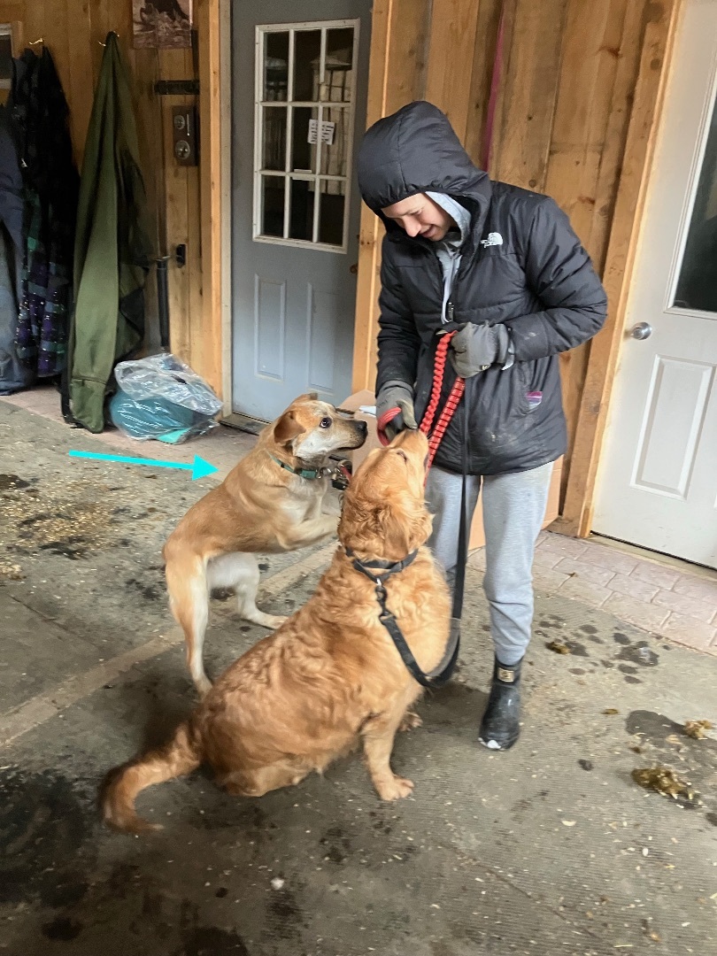 MAY, a Adopted mixed breed in Novelty, OH image 2/5