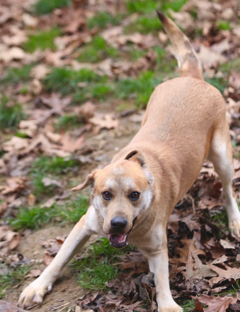 MAY, a Adopted mixed breed in Novelty, OH image 3/5