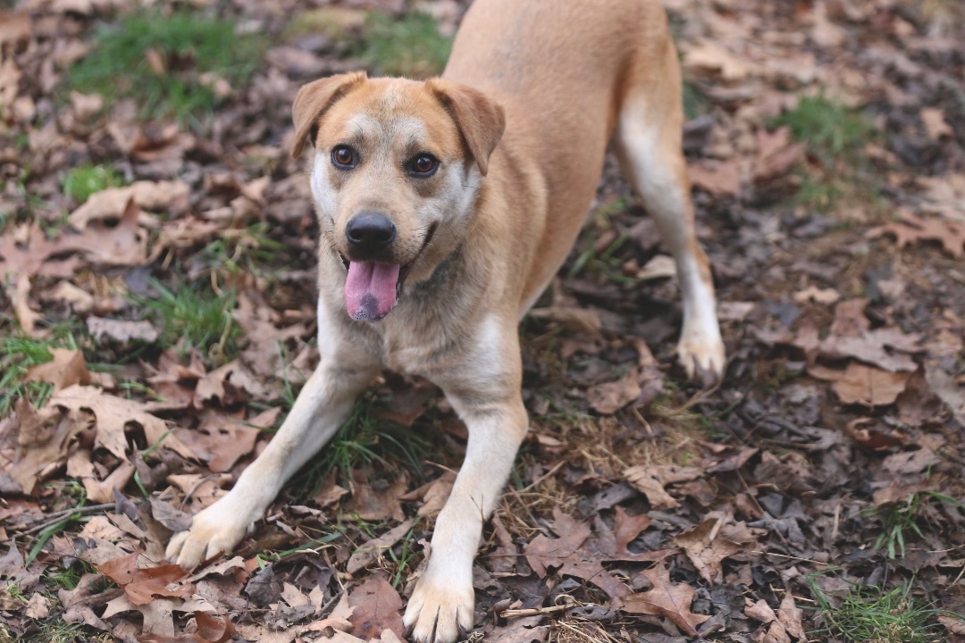 MAY, a Adopted mixed breed in Novelty, OH image 4/5