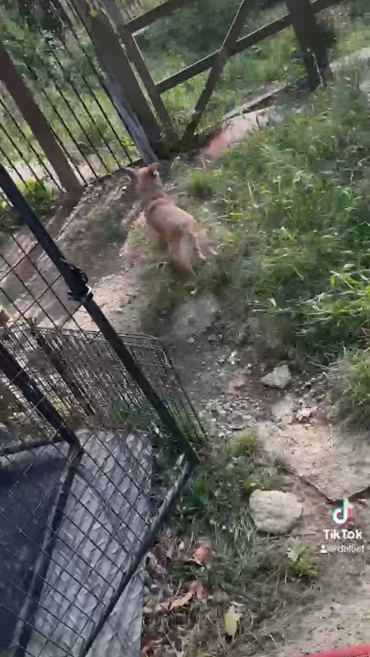 Enlarge MAY, a Adopted mixed breed in Novelty, OH video 5/5