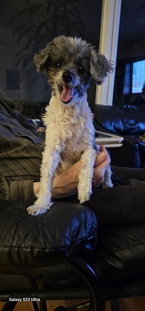 Enlarge LeAnn, a Adopted mixed breed in Gretna, FL image 1/1