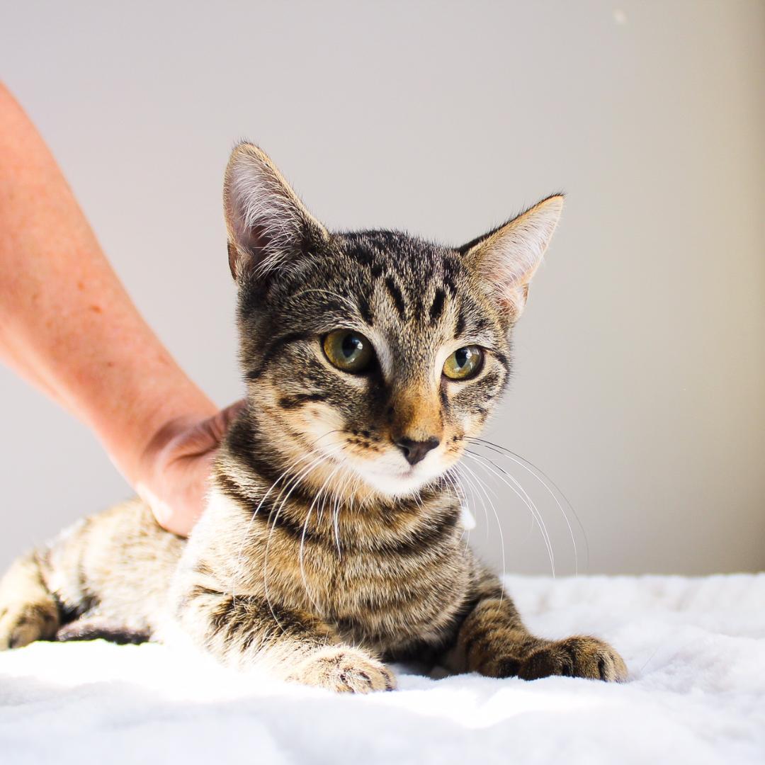 Mason, a Adoptable Tabby in Wayne, NJ image 1/2