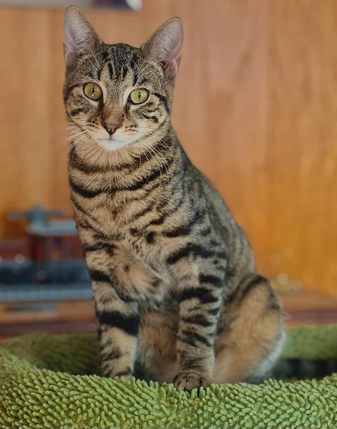 Mason, Adoptable, Kitten Male Tabby.