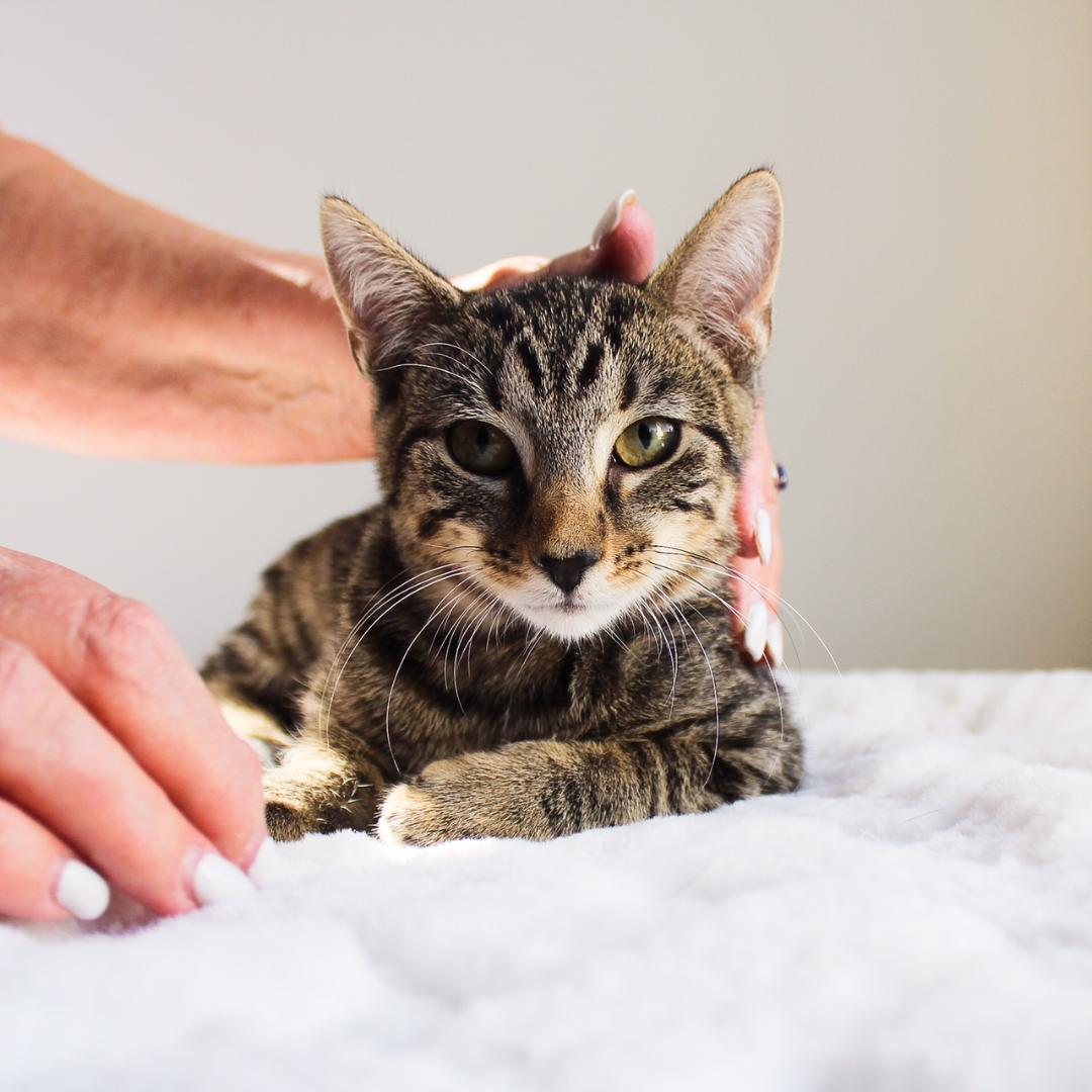 Mason, a Adoptable Tabby in Wayne, NJ image 2/2