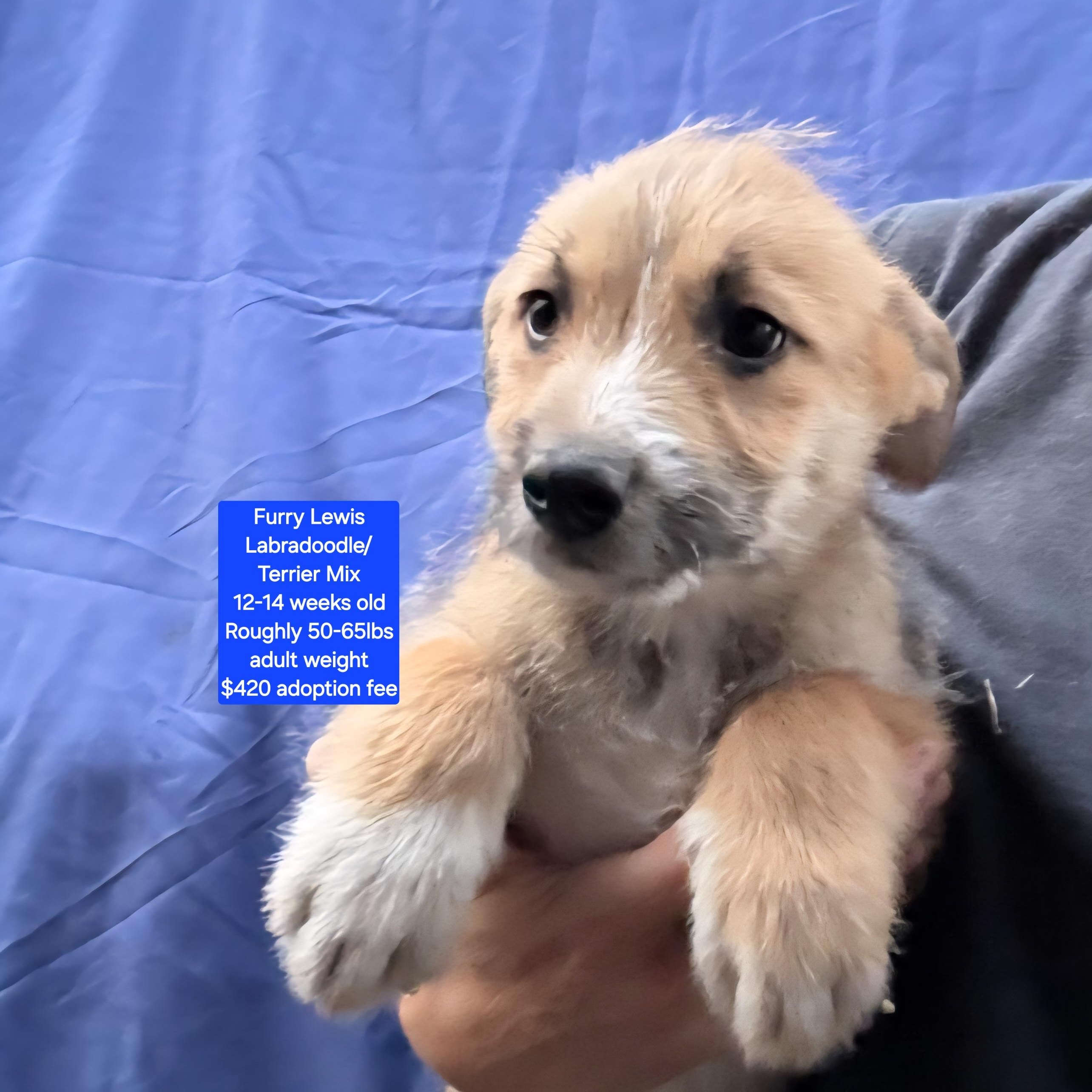Furry Lewis, ADOPTABLE, Puppy Male Labradoodle & Terrier.