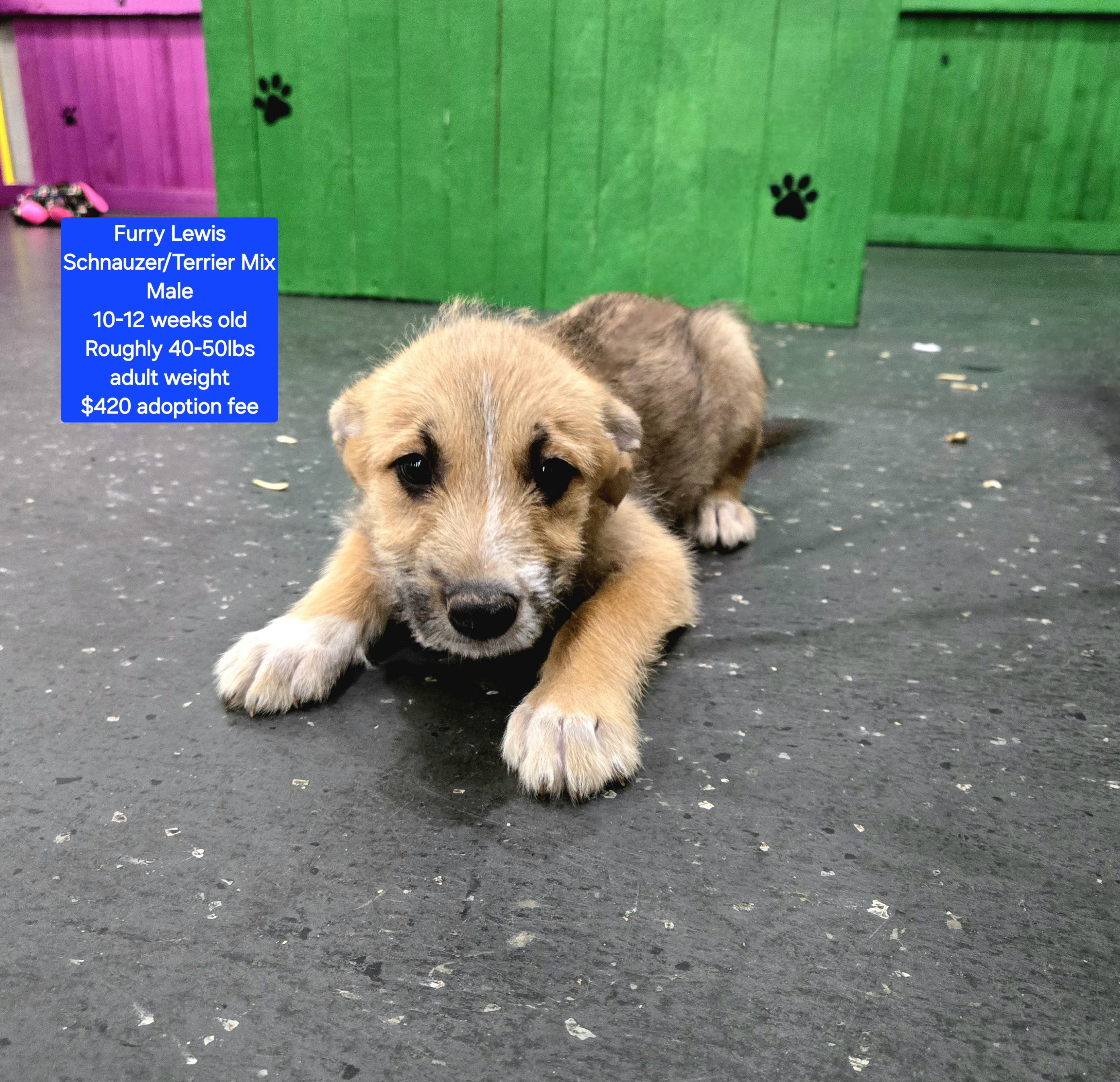 Furry Lewis, ADOPTABLE, Puppy Male Schnauzer & Terrier.